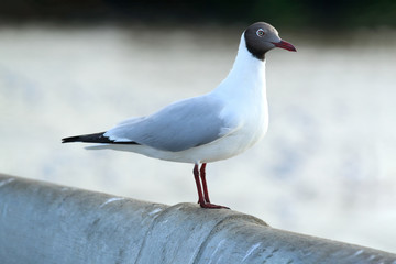 Seagulls standing on concrete bridge at Bang Poo, Thailand