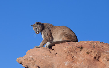 A cougar sitting on a red sandstone ledge in the desert of the American southwest looking down over the edge.