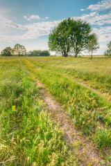 Landscape with a rural road in the field and oak