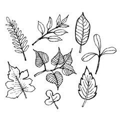 sketch illustration of leaf design