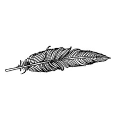feather of bird doodle hand drawn