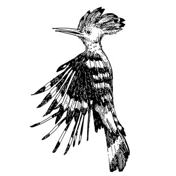 recommend clip art: Hoopoe bird doodle hand drawn