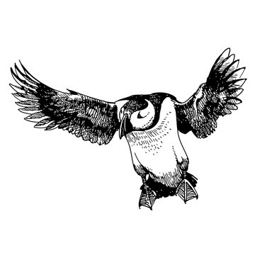 recommend clip art: Puffin bird doodle hand drawn