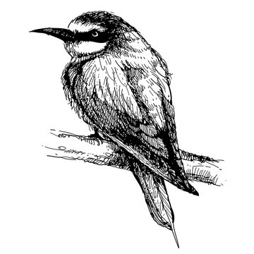 recommend clip art: Bee-eater bird doodle hand drawn