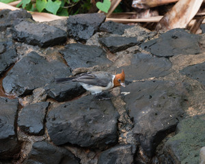 Red-crested Cardinal at the Kilauea Point National Wildlife Refuge on Kauai, Hawaii