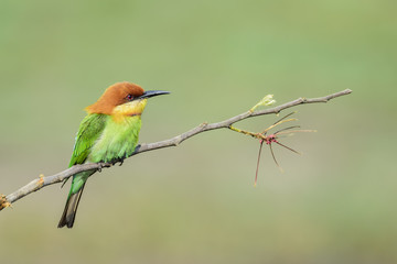 Chestnut-headed bee-eater or Merops leschenaulti perching on tree branch , Thailand