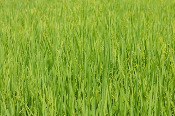 Vibrant green rice growing in a paddy field on a plantation in central Vietnam.