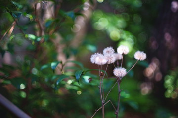 日本庭園に生えるツワブキの綿毛