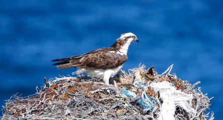 Osprey nest