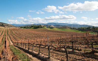 Fototapeta na wymiar Vineyard in southern California wine growing region in the United States