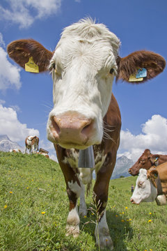  Kuh auf Bergwiese in Tirol