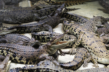 Obraz premium The group of crocodiles