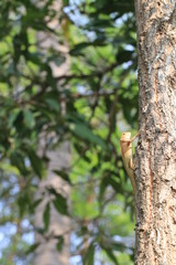 Close up small yellow chameleon on the tree