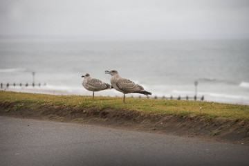 Seagulls at the beach. Aberdeen, Scotland.
