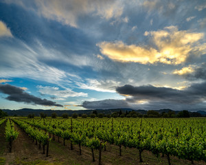 Fototapeta na wymiar Dramatic sunset clouds over Napa Valley vineyard in summer. Blue skies, green vines in California wine country.