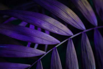 Ultra Violet background effect made of tropical palm leaves.
