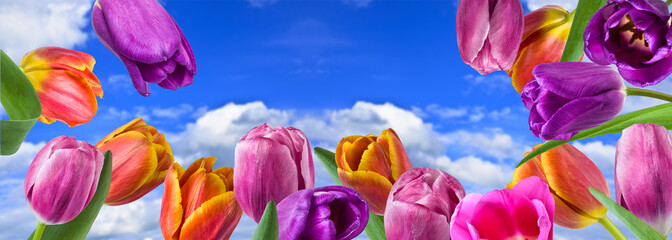 Fototapeta na wymiar Bouquet of multicolored tulips