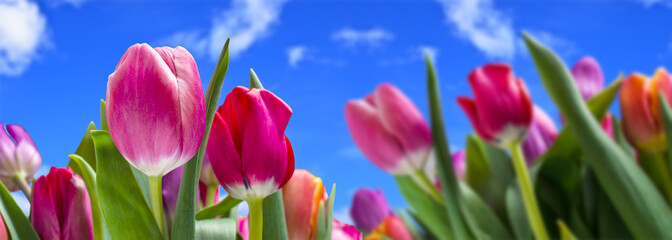 Bouquet of multicolored tulips