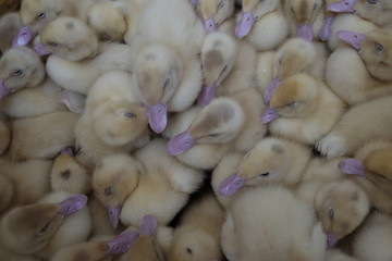 group of newly born ducks