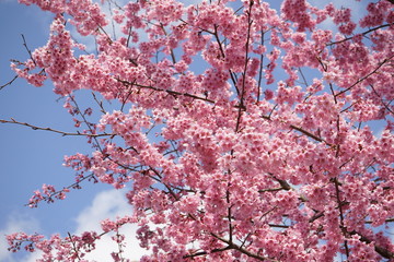 【京都】丸山公園_しだれ桜と青空(寄り)