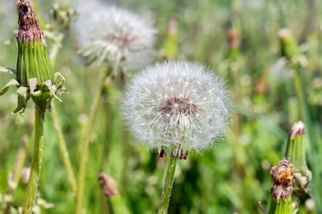 Faded blossoms of dandelions (milk-witch gowan) close up in a meadow.