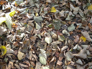 Autumn leaves