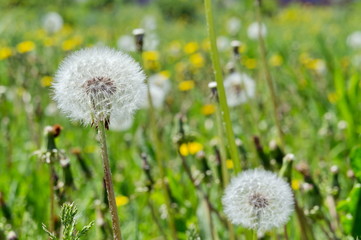 Faded fluffy dandelion florets (milk-witch gowan) on a background of a blossoming meadow.