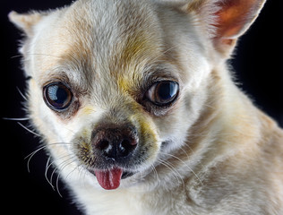 portrait of a chihuahua on a black background