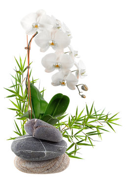 composition florale, bambou, orchidée, galets 