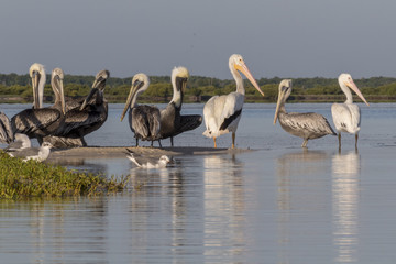 White and brown pelicans sunbathing in the river. They take a break after a productive morning of fishing and hunting. 