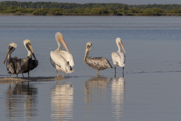 White and brown pelicans sunbathing in the river. They take a break after a productive morning of fishing and hunting. 