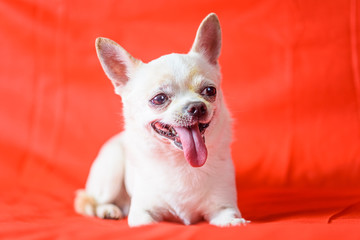 portrait of a chihuahua on a red background