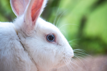 Obraz premium Beautiful and cute white rabbit