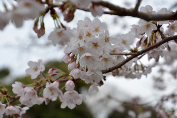 Cherry Blossoms; Sakura