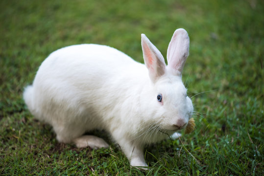 Beautiful and cute white rabbit