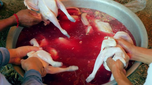 People  removing  everything from the chickens body and then washing out the inside again until clean ( close up) 