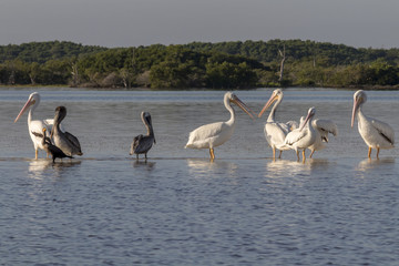 White and brown pelicans sunbathing in the river. They take a break after a productive morning of fishing and hunting. 