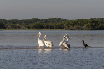 White pelicans and cormoran sunbathing in the river. They take a break after a productive morning of fishing and hunting. 