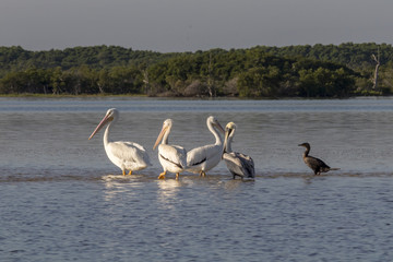 White pelicans and cormoran sunbathing in the river. They take a break after a productive morning of fishing and hunting. 