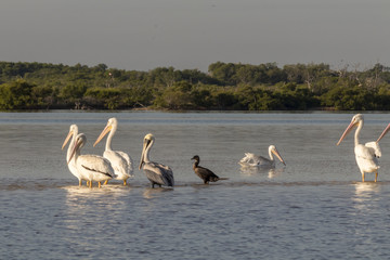 White pelicans and cormoran sunbathing in the river. They take a break after a productive morning of fishing and hunting. 