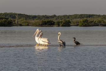 White pelicans and cormoran sunbathing in the river. They take a break after a productive morning of fishing and hunting. 