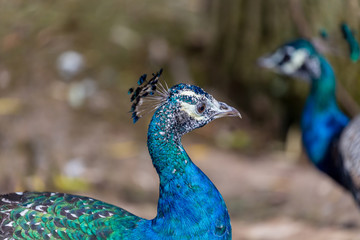 Fototapeta premium Peacock