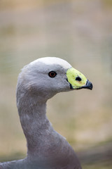 Bird close-up