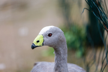 Bird close-up