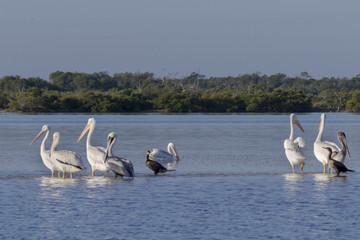 White and brown pelicans sunbathing in the river. They take a break after a productive morning of fishing and hunting. 