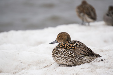 wild duck walk on snow