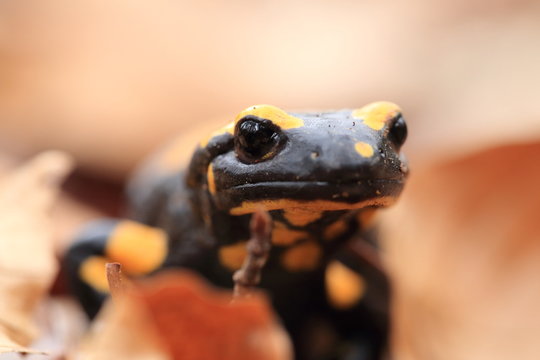  fire salamander (Salamandra salamandra) Germany 