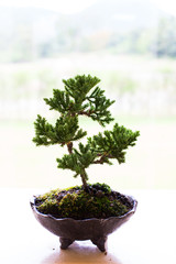 mini bonsai tree on wood table