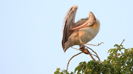 Spot-billed Pelican or Grey Pelican (Pelicanus philippensis) 11-03-2018,Kokre Bellur,Karnataka,India