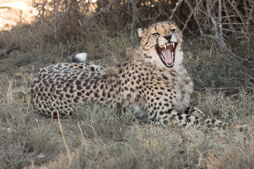 Cheetah Showing Teeth